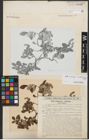 Foto von Salix reticulata L. x Salix waldsteiniana Willd.